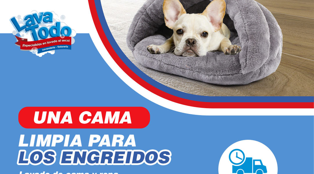 Cómo lavar el colchón del perro